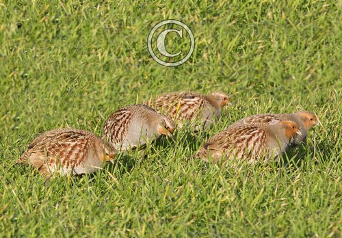 Grey Partridges DM1413